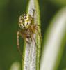 Mangora acalypha